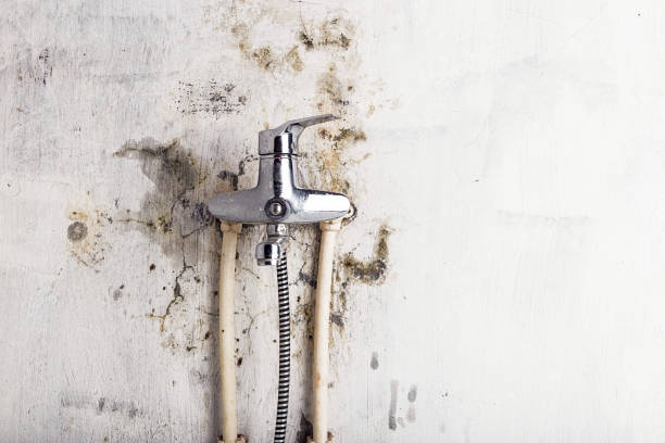Best Office Mold Removal Services  in Shannon, MS