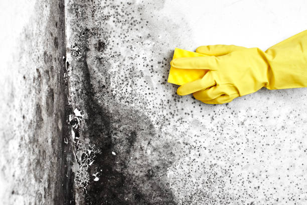 Best Residential Mold Removal  in Shannon, MS