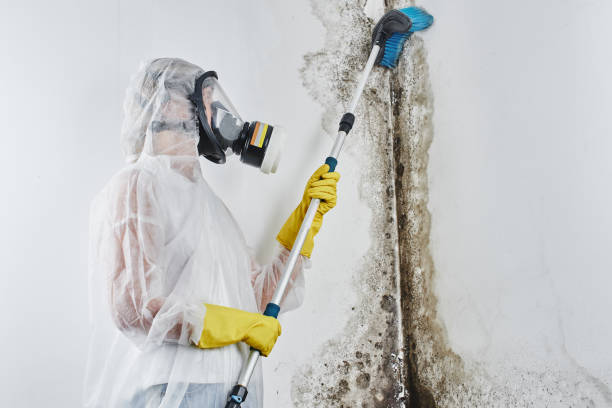 Best Local Mold Removal Service  in Shannon, MS