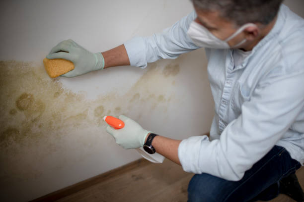 Best Crawl Space Mold Removal  in Shannon, MS