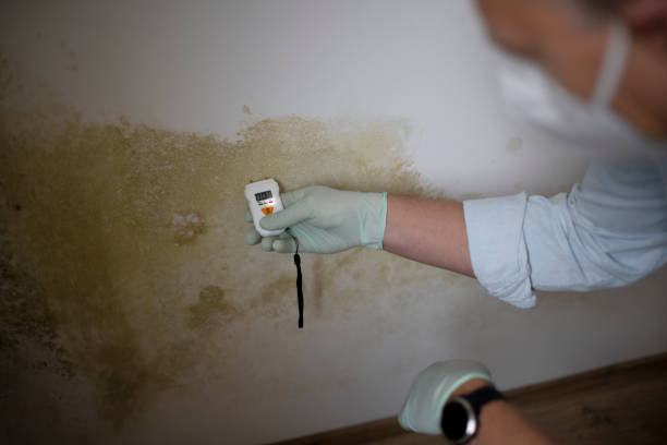 Best Mold Damage Repair  in Shannon, MS