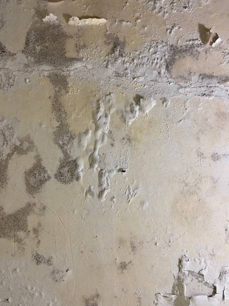 Trusted Shannon, MS Mold Removal Experts