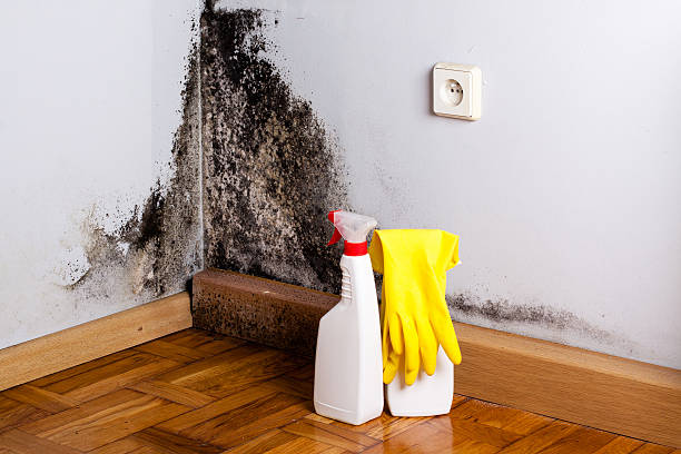 Best Crawl Space Mold Removal  in Shannon, MS